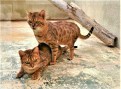 Bonny und Clyde (4)
